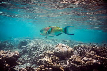 Image showing Tropical Coral Reef.