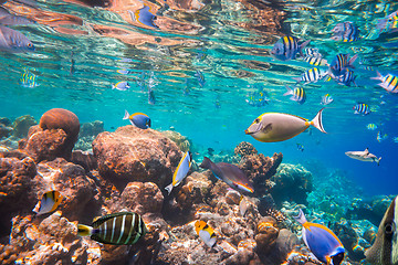 Image showing Tropical Coral Reef.