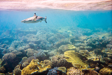 Image showing Tropical Coral Reef.