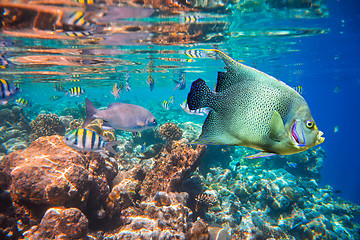 Image showing Tropical Coral Reef.