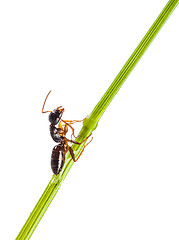 Image showing Ant