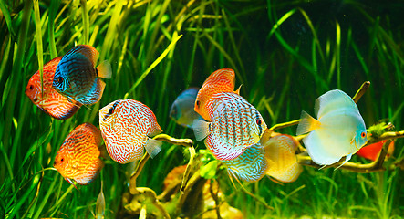 Image showing Symphysodon discus