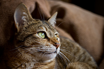 Image showing Cat Profile