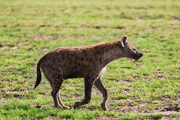 Image showing Spotted Hyena