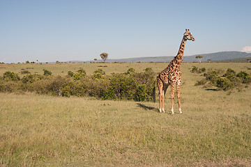 Image showing Reticulated Giraffe