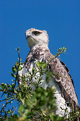 Image showing Martial Eagle