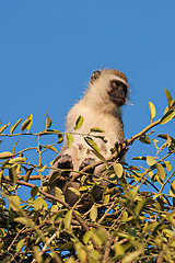 Image showing Black Faced Vervet Monkey