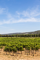 Image showing Provence vineyard