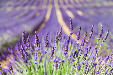 Image showing Lavander field