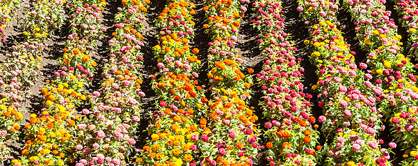 Image showing Tagetes garden in spring season