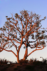 Image showing Tree lit by late afternoon sun