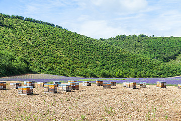 Image showing Beehive close to lavander field