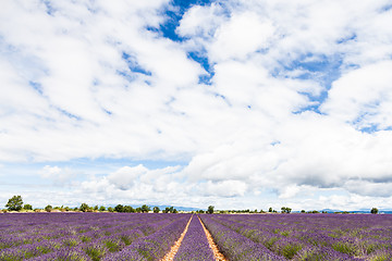 Image showing Lavander field