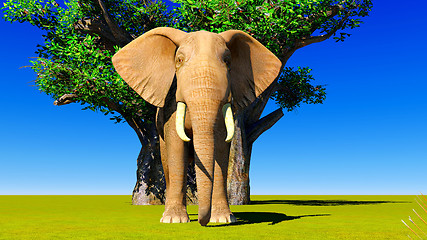 Image showing Elephant  in Africa