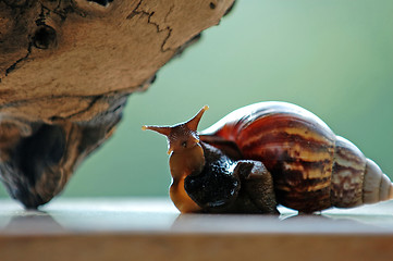 Image showing Funny snail