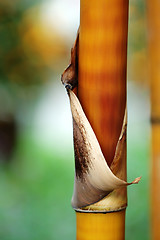 Image showing Bamboo