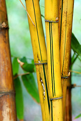 Image showing Bamboo