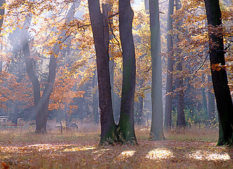 Image showing Autumn forest