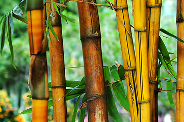 Image showing Bamboo