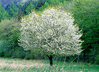 Image showing Spring in Forest