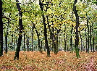 Image showing Autumn forest