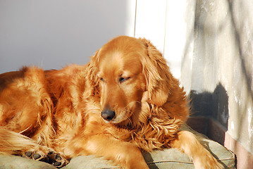 Image showing Golden retriever dog