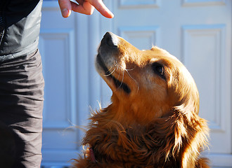 Image showing Guilty golden retriever dog portrait