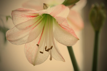 Image showing Flower to White Lily