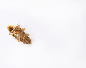 Image showing Cockroach 1