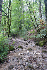 Image showing France Savoie forest walks