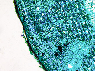 Image showing Tilia stem micrograph