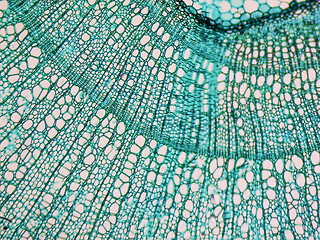 Image showing Tilia stem micrograph