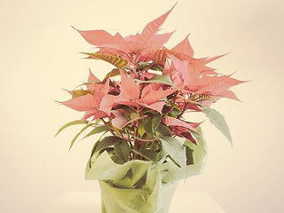 Image showing Poinsettia Christmas star