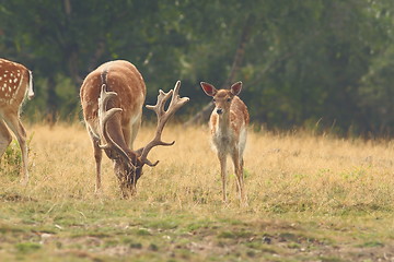 Image showing herd of fallow deers in clearing