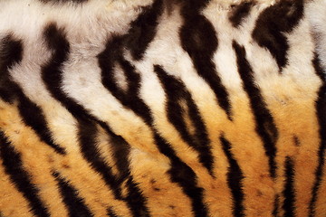 Image showing natural pattern on tiger fur