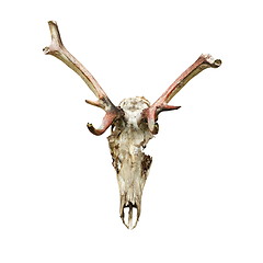 Image showing skull of red deer eaten by wolfes