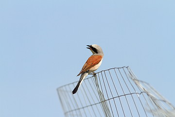 Image showing red backed shrike