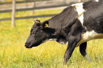 Image showing holstein cow on green meadow