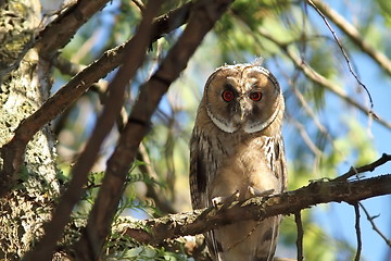 Image showing juvenile long eared owl 