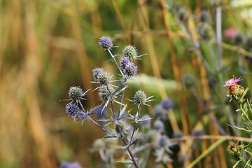 Image showing flat sea holly on a meadow