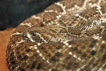 Image showing western diamondback rattlesnake