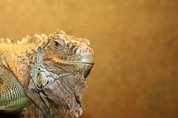 Image showing portrait of a green iguana