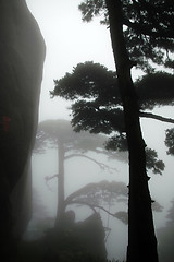 Image showing The silhouette of pine tree