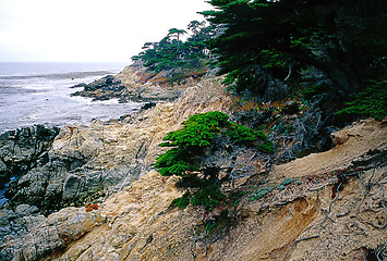 Image showing Point Lobos in California