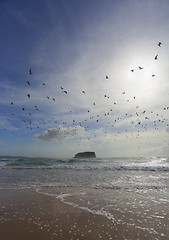 Image showing Flock of seagulls fly overhead at Mystics Beach