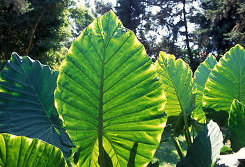 Image showing LATIN AMERICA GUATEMALA ANTIGUA