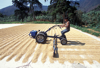 Image showing LATIN AMERICA GUATEMALA COFFEE