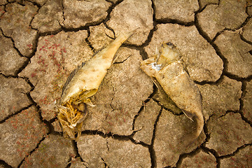 Image showing sea drought change of  climate heat water