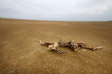 Image showing dead animal among sand and  drought