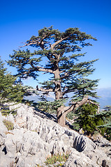 Image showing bright colorful view of the rocks and pines